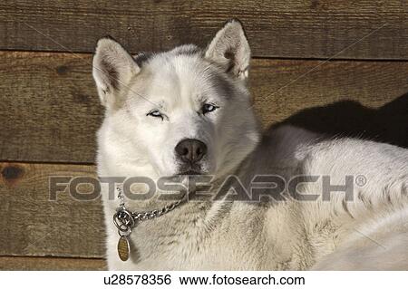 Stock Photograph - cross, winter, dog, husky. Fotosearch