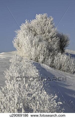 crystals, frost, ice, white, refers, hoar View Large Photo Image Stock Photograph - crystals, frost, ice, white, refers, hoar. Fotosearch