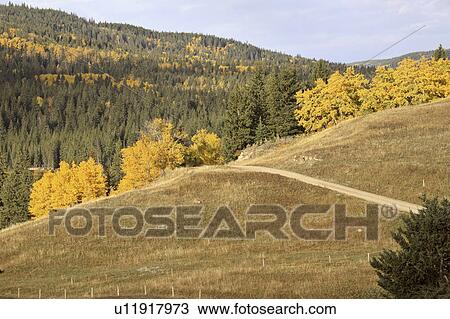 Stock Image - cypress, park, interprovincial, hills, autumn. Fotosearch