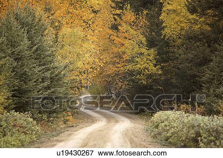 Stock Photo - cypress, park, interprovincial, hills, autumn. Fotosearch