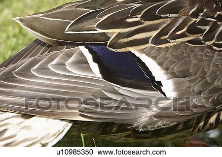 Stock Image - dabbling, teal, small, discors, anas, bluewinged. Fotosearch