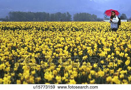 Stock Photo - daffodil, valley, washington, field, tulip, skagit. Fotosearch