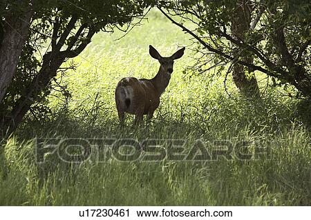 Stock Image - deer, habitat, hermionus, odocoileus, mule. Fotosearch