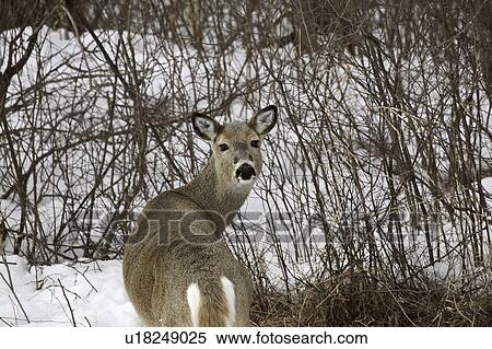 deer, snow, winter, whitetailed View Large Photo Image Stock Photography - deer, snow, winter, whitetailed. Fotosearch