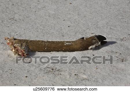 deers, road, side, leg, part View Large Photo Image Stock Photograph - deers, road, side, leg, part. Fotosearch
