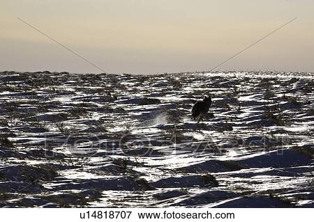 Stock Photo - dog, canis, canidae, member, latrans, coyote. Fotosearch