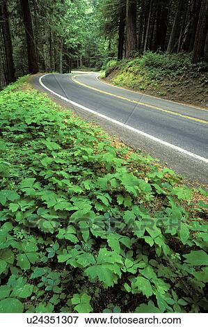 dogwood, mount, nature, park, mt, road View Large Photo Image Stock Photo - dogwood, mount, nature, park, mt, road. Fotosearch