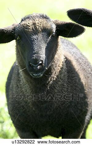 Stock Image - donegal, sheep, animals, ireland, falcarragh. Fotosearch