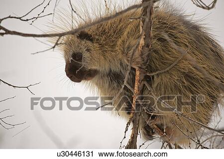 Stock Image - dorsatum, scenic, erethazon, canada, saskatchewan, porcupine. Fotosearch