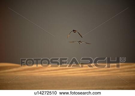 Stock Image - ducks, weather, stormy, flight, two. Fotosearch