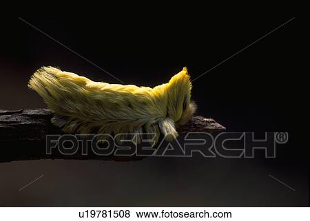 Stock Photo - ecuador, wooly, rainforest, seen, caterpillar, giant. Fotosearch