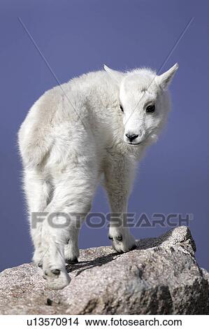 Picture - evans, mountain, mt, mount, goat, baby. Fotosearch