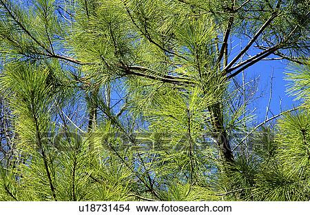 Picture - evergreen, white, conifer, tree, pine, eastern. Fotosearch