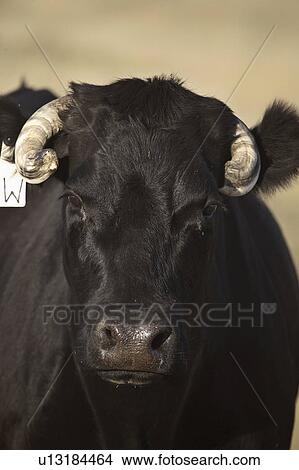 Picture - eyebrow, aberdeen, north, cow, angus, tagged. Fotosearch