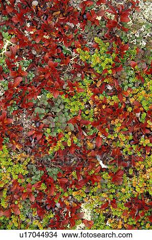 Picture - fall, nf, canada, foliage, provinces, blueberries. Fotosearch