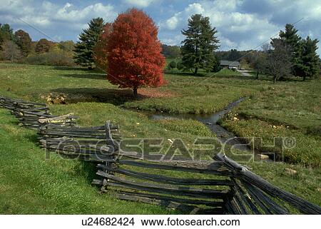 fall, tree, its, orange, bright, lone View Large Photo Image Picture - fall, tree, its, orange, bright, lone. Fotosearch