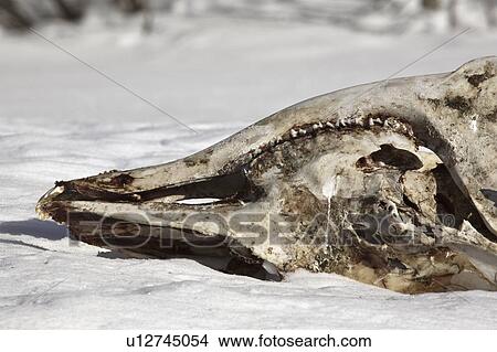 family, bone, deer, member, slain, jaw View Large Photo Image Picture - family, bone, deer, member, slain, jaw. Fotosearch