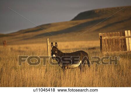 farm, pasture, canada, alberta, southwestern, donkey View Large Photo Image Stock Photo - farm, pasture, canada, alberta, southwestern, donkey. Fotosearch
