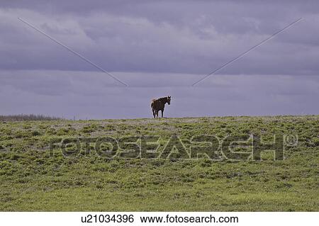 Stock Photograph - farm, pasture, canada, saskatchewan, scenic, horse. Fotosearch