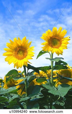 feathery, sunflowers, light, sky, blue, two View Large Photo Image Stock Image - feathery, sunflowers, light, sky, blue, two. Fotosearch