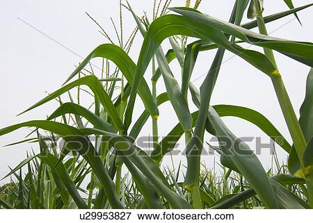 Stock Photo - feed, corn, food, field, stalk, cornfield. Fotosearch