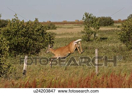 fence, deer, barbedwire, leaping, doe, whitetailed View Large Photo Image Stock Photo - fence, deer, barbedwire, leaping, doe, whitetailed. Fotosearch
