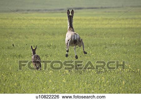 field, deer, bounding, fawn, doe, mule View Large Photo Image Stock Photograph - field, deer, bounding, fawn, doe, mule. Fotosearch