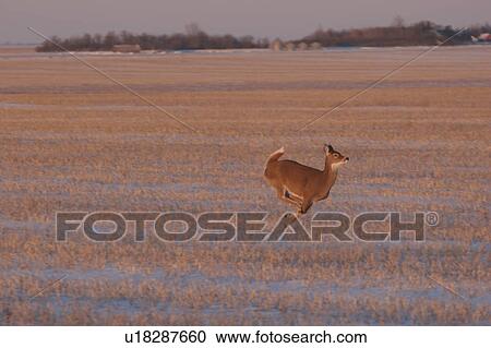 field, deer, stubble, through, running, whitetailed View Large Photo Image Stock Image - field, deer, stubble, through, running, whitetailed. Fotosearch