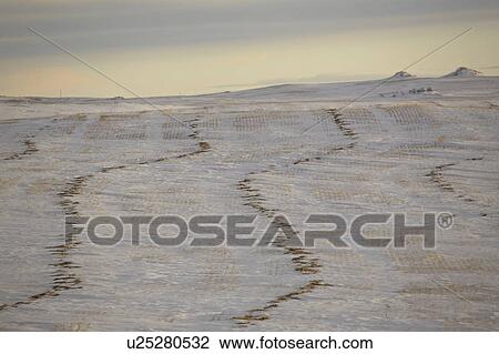 field, lighting, stubble, covered, snow, low View Large Photo Image Stock Image - field, lighting, stubble, covered, snow, low. Fotosearch