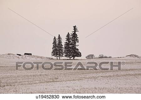 field, pine, covered, snow, trees, four View Large Photo Image Stock Image - field, pine, covered, snow, trees, four. Fotosearch