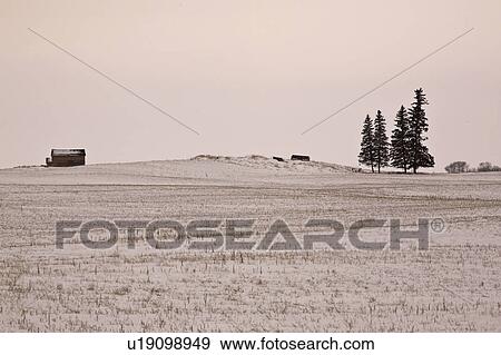 field, pine, covered, snow, trees, four View Large Photo Image Stock Photo - field, pine, covered, snow, trees, four. Fotosearch