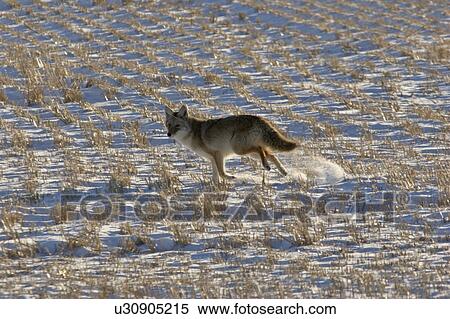 field, running, stubble, snowcovered, through, coyote View Large Photo Image Stock Photography - field, running, stubble, snowcovered, through, coyote. Fotosearch