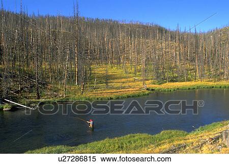 Stock Photography - fish, fishing, mn, montana, yellowstone, fly. Fotosearch