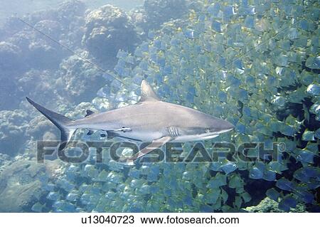 Stock Image - fish, reef, school, swimming, shark, grey. Fotosearch