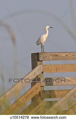 florida, egret, scenic, bannister, stairway, snowy View Large Photo Image Stock Photo - florida, egret, scenic, bannister, stairway, snowy. Fotosearch