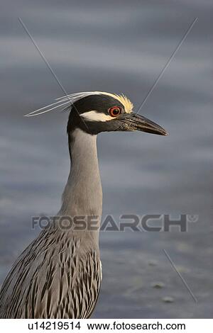 Picture - florida, night, scenic, shore, heron, yellowcrowned. Fotosearch