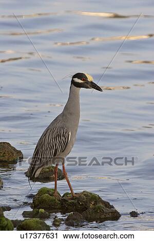 florida, night, scenic, shore, heron, yellowcrowned View Large Photo Image Stock Image - florida, night, scenic, shore, heron, yellowcrowned. Fotosearch