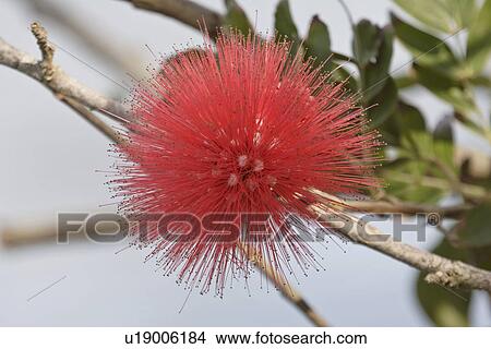 florida, red, scenic, flower, tree, beautiful View Large Photo Image Picture - florida, red, scenic, flower, tree, beautiful. Fotosearch