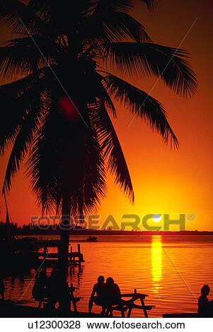 Stock Photo - florida, tree, palm, keys, sunset. Fotosearch