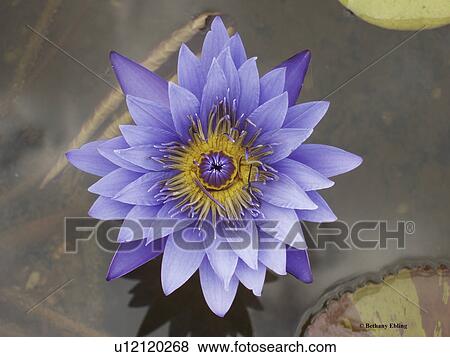 Stock Photo - flower, bloom, beauty, flora, plant. Fotosearch