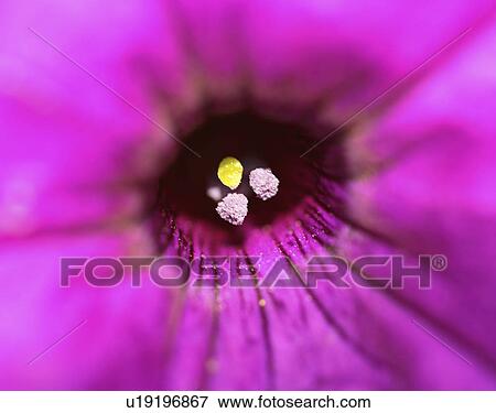 Stock Photo - flower, saskatchewan, scenic, blooming. Fotosearch