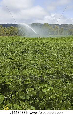 Stock Photograph - flowers, irrigated, environment, agribusiness, far, field. Fotosearch