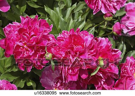 Stock Photography - flowers, saskatchewan, scenic, blooming. Fotosearch