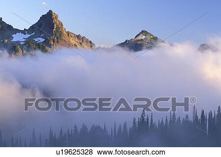 Stock Photo - fog, rainier, forest, plummer, washington, mountain. Fotosearch
