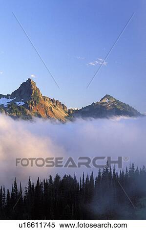 Stock Photography - fog, rainier, forest, plummer, washington, mountain. Fotosearch