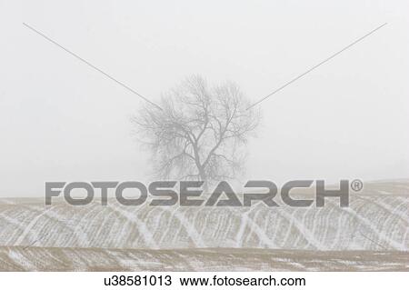 fog, tree, ice, through, seen, lone View Large Photo Image Stock Image - fog, tree, ice, through, seen, lone. Fotosearch