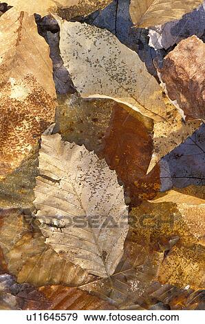 forest, detail, bennington, leaves, fall, brown View Large Photo Image Stock Photo - forest, detail, bennington, leaves, fall, brown. Fotosearch