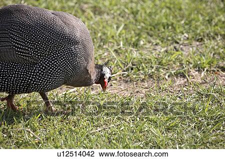 Stock Image - fowl, saskatchewan, scenic, feeding, guinea. Fotosearch