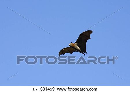 Stock Photo - fox, flying, headed, grey, day, bat. Fotosearch