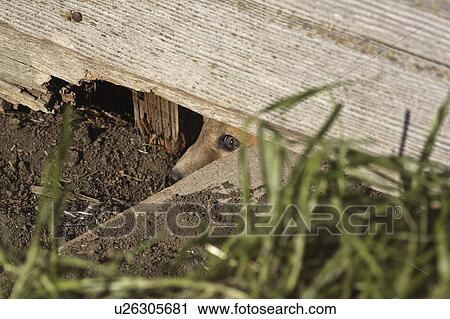 fox, out, peaking, kit, red View Large Photo Image Stock Image - fox, out, peaking, kit, red. Fotosearch